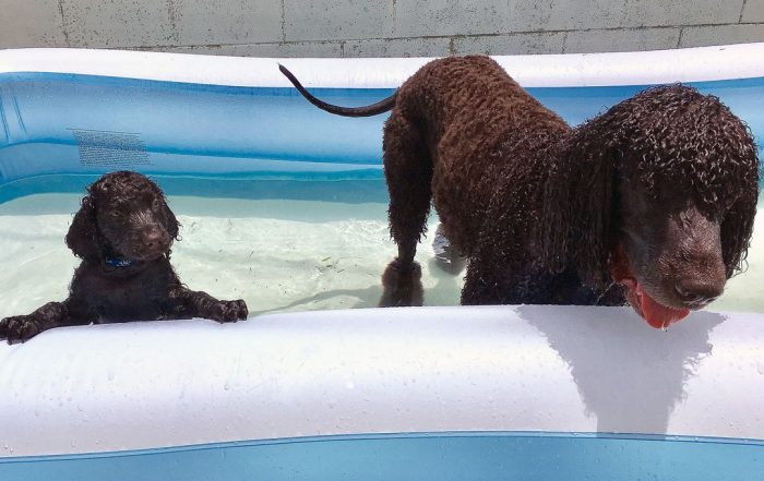 Most dog historians and breeders agree that the Irish Water Spaniel is a mixture of many other s ...