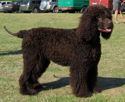 It is possible that the Irish Water Spaniel does indeed derive from the Dobhar Chu, however, the ...