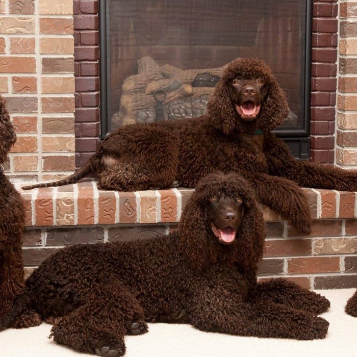 The Irish Water Spaniel was developed by Justin McCarthy in the first half of the 19th century,  ...