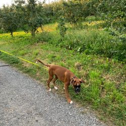 Boxer is a dog known all over the world. They are very popular both in America and in Europe and ...
