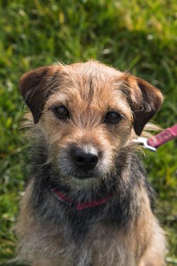 Border Terriers are generally very healthy dogs. The average life expectancy is 12-14 years.