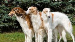 The Borzoi is a good and intelligent companion dog. Her reaction to strangers can be friendly or ...