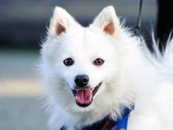 The Indian Spitz is a Pomeranian breed of dogs belonging to the service group. The Indian Spitz  ...