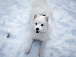 Indian Spitz is very smart. They can learn many tricks in minutes if taught properly. They are q ...