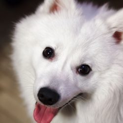 The Indian Spitz was one of the most popular dogs in India during the 1980s and 1990s when impor ...