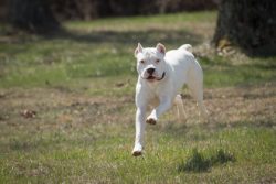 The Dogo Argentino breed has short hair and does not need special care and frequent combing R ...