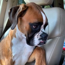 The line of the boxer dog began from the moment when the Munich Bullenbeiser bitch took a walk w ...