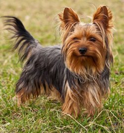 Yorkshire Terrier is one of the smallest dog breeds. According to FCI and AKC standards, the wei ...