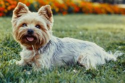 Yorkshire Terriers need attention more than any other breed.