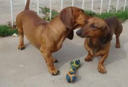 The Dachshund is a very friendly and active dog. She is a true hunter by nature. The pet must be ...