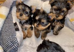 Some Yorkshire Terrier owners feel that they don’t need training. Breeds such as lap dogs  ...