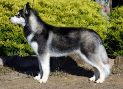 Representatives of the male breed are prone to quarrels with their relatives, bitches are consid ...