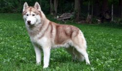 The dog does not tolerate heat well. In the summer, it is necessary to build a canopy that would ...