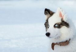 No special care is required after birth. It is only important to make sure that the dog does not ...