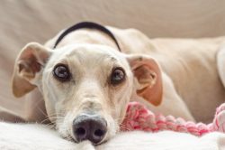 They are unobtrusive, feel the mood of the owner, and never bark for no reason. 