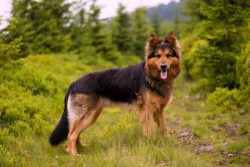 Head and muzzle: large, wedge-shaped, without taper. Ears not large set high, hard cartilage  ...