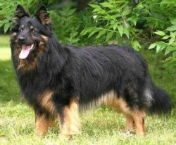 The original purpose of the breed is grazing, however, thanks to the efforts of Czech dog handle ...