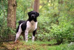 The once very popular otter hunting in the province of Friesland pushed local hunters to create  ...