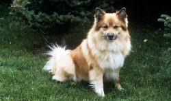 The Icelandic dog has a very sociable and inquisitive temperament. Shepherds valued her for her  ...