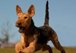 Keep in mind, while these dogs are not bad family pets and love to play with children, they tend ...