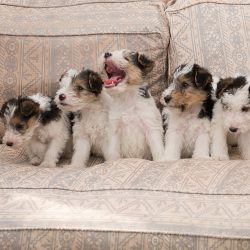 The appearance of the fox terrier is absolutely harmonious and proportional. 