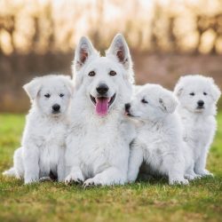 With strangers, dogs of this breed prefer not to come into contact, they do not clearly express  ...