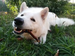 Even the thick coat of a dog, regardless of its length, can be kept in order without excessive e ...