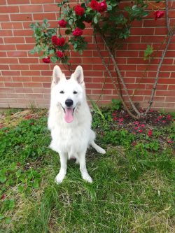 Bathing a White Swiss Shepherd Dog is often discouraged despite the color of its coat. 