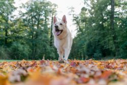 Feel free to ask the White Swiss Shepherd breeder any questions – a passionate professiona ...