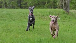 They are wary of strangers, but they do not show aggression. 