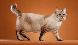 American Bobtails get along well with other animals, love walks.