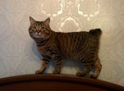 The American Bobtail gets great pleasure from just lying on the owner’s lap or being with  ...