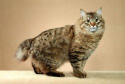 American Bobtails grow rather slowly. An adult is an animal that has reached 3.5 years old, befo ...