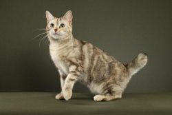 One of the breed types, the American Shorthaired Bobtail, is ideal for home keeping. The body is ...