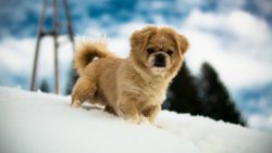 After all, if you do not work with the dog, it will not be able to determine its place in the pa ...