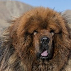 The beginning of World War II almost put an end to the distribution of the breed around the glob ...
