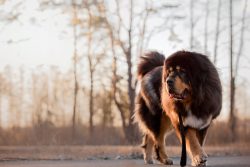 Mastiffs are not prone to show nervousness, cowardice, or groundless aggression like small breeds. 