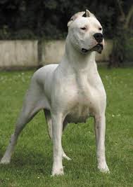 The dog treats children normally, if they are family members, but if the child of your friends w ...
