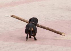 Dachshunds are very active and funny dogs that are sometimes difficult to train at home. They ar ...