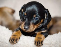 The wire-haired dachshund is a result of crossing the smooth-haired dachshund with terriers, pri ...