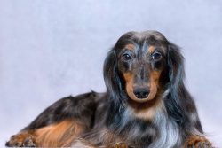 Any dog ​​needs to be bathed, the dachshund is no exception, although it does not often need bat ...