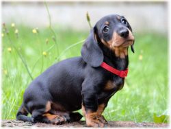 Why do they like dachshunds? Of course, for beauty: long back, proud profile, lovely ears!