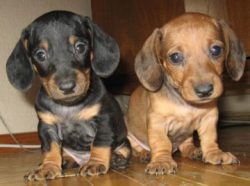 Another important rule that you need to teach a dachshund puppy is not to jump on the feet of so ...