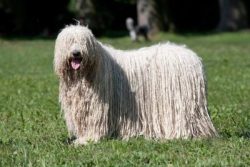 The coat is the most important trait of this breed. In the first years of life, it is very simil ...