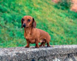 Smooth-haired dachshunds need only occasional brushing and massage, long-haired dachshunds need  ...