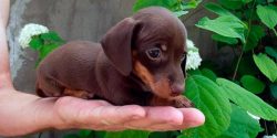 Do not overfeed pets, as obesity can harm the dog’s health and mobility. 