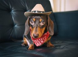 Judging by the external data of the pet, they are easy to keep in the apartment. The dog does no ...