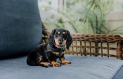 You can bathe a dachshund at any age, with a special or baby shampoo without rinses and conditio ...
