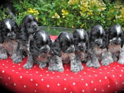The birthplace of the blue Picardy spaniel, as the name of the breed suggests, is the Picardy, a ...