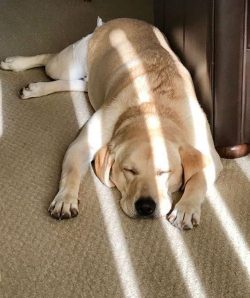 Labrador is one of the most popular breeds in the modern world. It is an ideal pet for families  ...